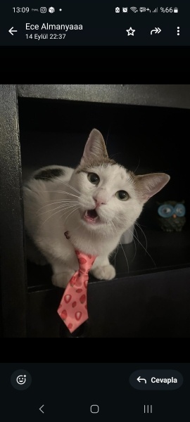 Tekir Kedi, Kedi  Çiko fotoğrafı
