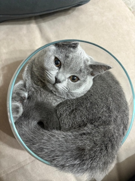 British Shorthair, Kedi  Cookie fotoğrafı