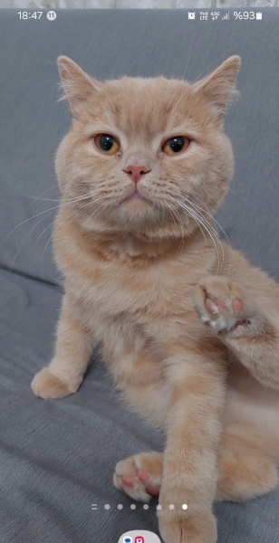 British Shorthair, Kedi  prens fotoğrafı