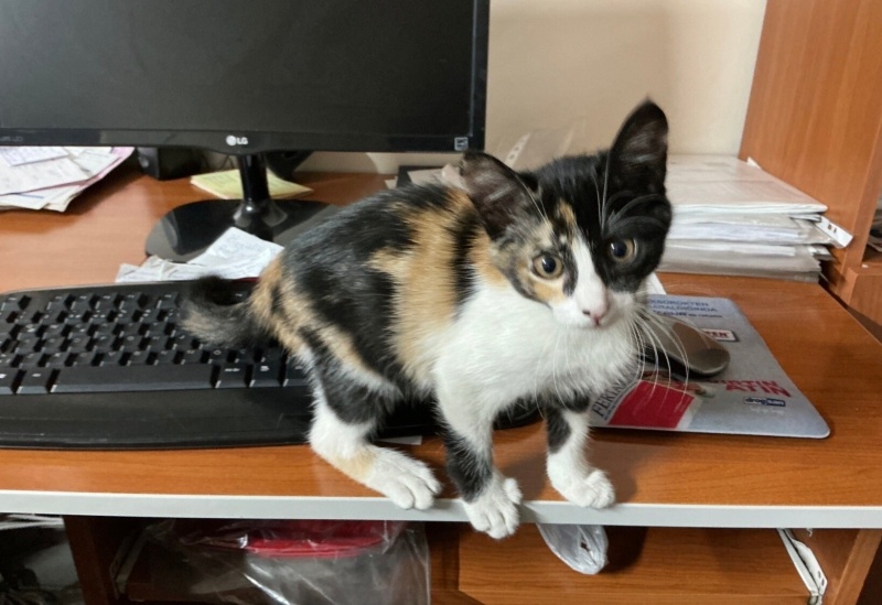 Tekir Kedi, Kedi  İstanbul Tarçın fotoğrafı