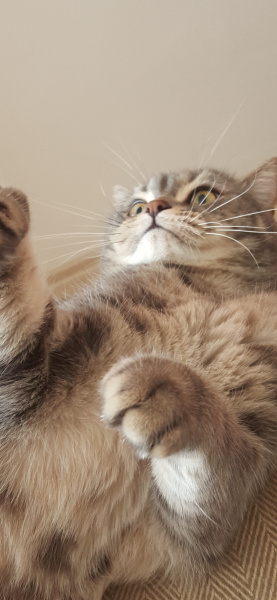 British Shorthair, Kedi  Ateş fotoğrafı