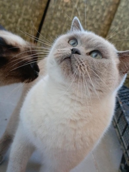 British Shorthair, Kedi  Luna fotoğrafı