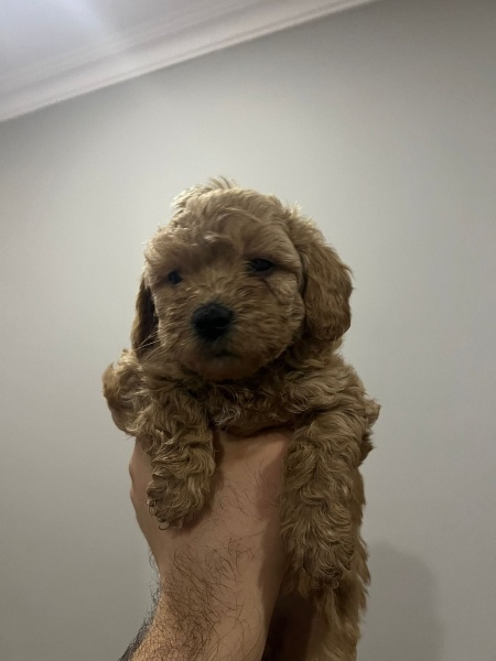 Poodle (Minyatür Kaniş), Köpek  poodle fotoğrafı