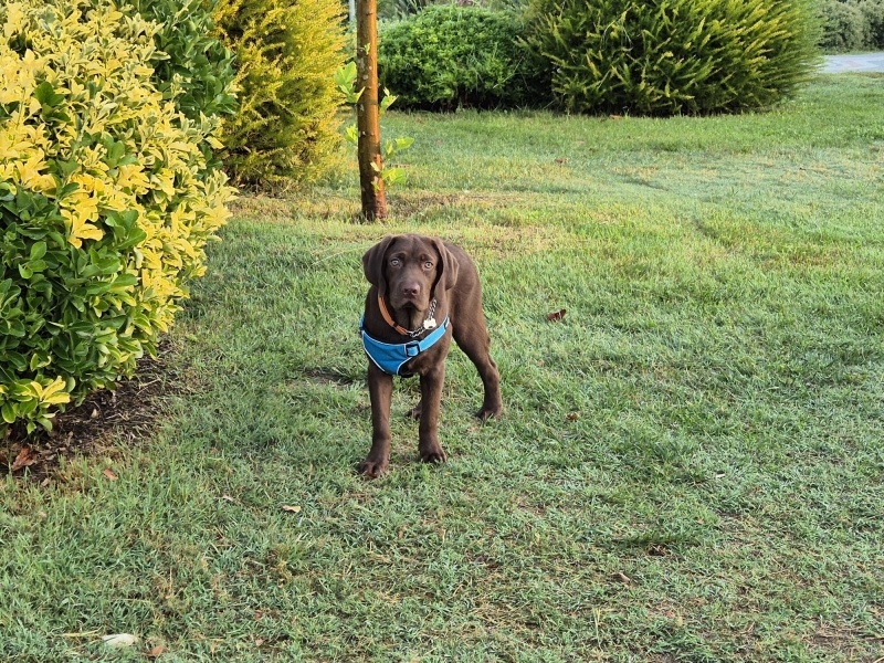 Labrador Retriever, Köpek Sherlock fotoğrafı