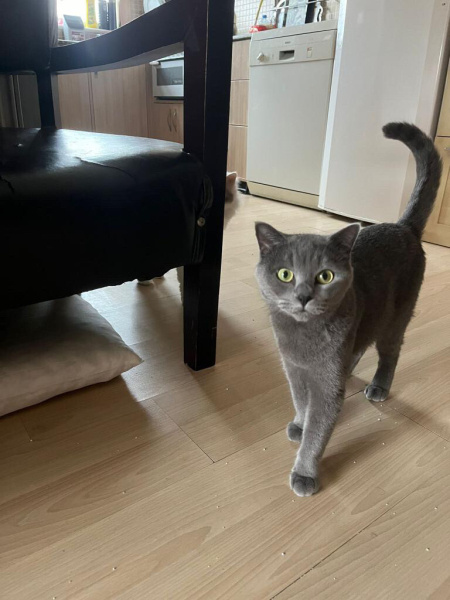 British Shorthair, Kedi  Hera fotoğrafı