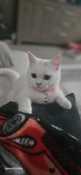 British Longhair, Kedi  SÜTLAÇ fotoğrafı