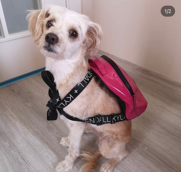 Maltese, Köpek Çilek fotoğrafı