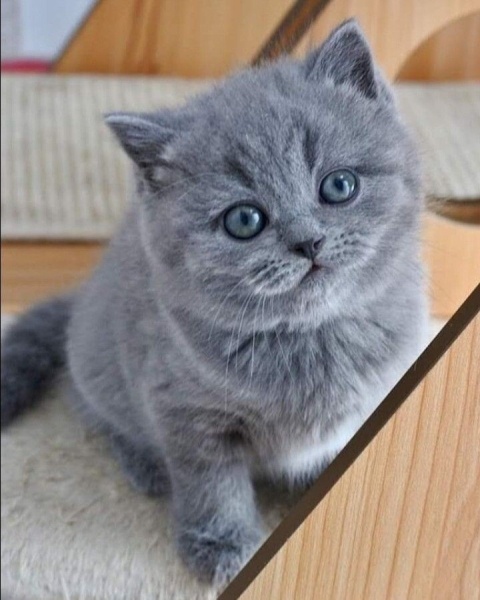 Brazilian Shorthair, Kedi  Gofret fotoğrafı
