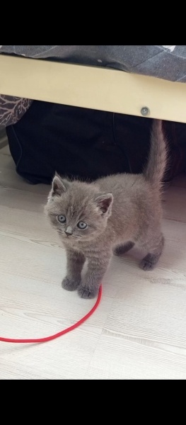 Brazilian Shorthair, Kedi  Gofret fotoğrafı