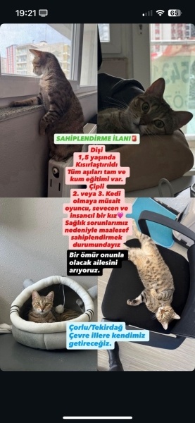 Tekir Kedi, Kedi  Lotus fotoğrafı