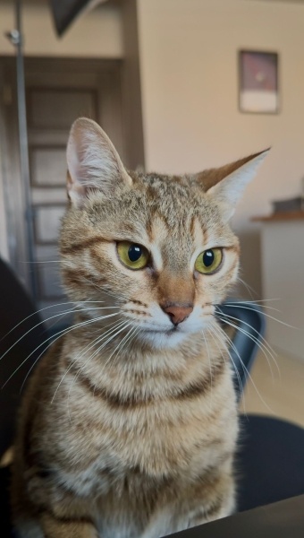 Tekir Kedi, Kedi  Lotus fotoğrafı