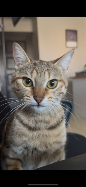 Tekir Kedi, Kedi  Lotus fotoğrafı