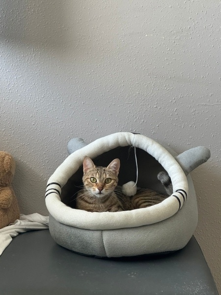 Tekir Kedi, Kedi  Lotus fotoğrafı