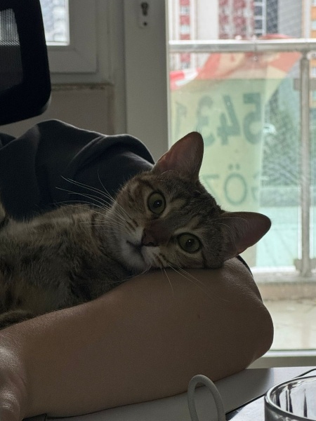 Tekir Kedi, Kedi  Lotus fotoğrafı