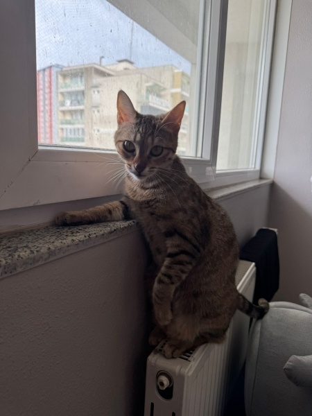 Tekir Kedi, Kedi  Lotus fotoğrafı