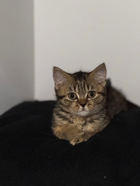 Tekir Kedi, Kedi maşa fotoğrafı