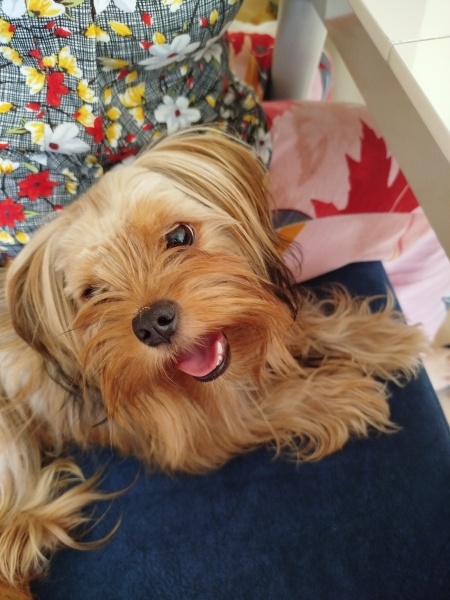 Yorkshire Terrier, Köpek Vegas fotoğrafı