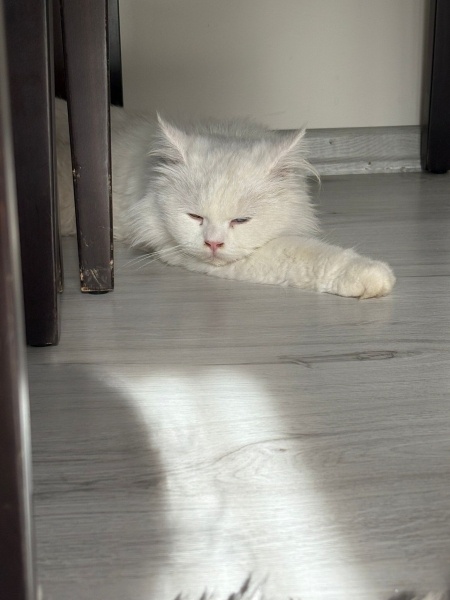 Van Kedisi, Kedi  Asil fotoğrafı