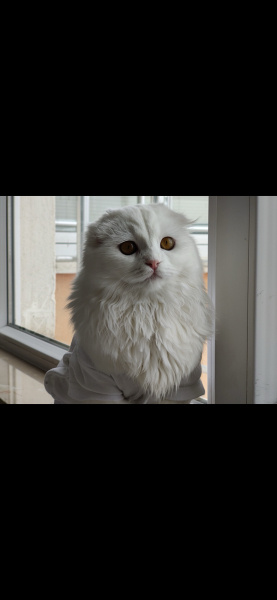 Scottish Fold, Kedi  Mila fotoğrafı