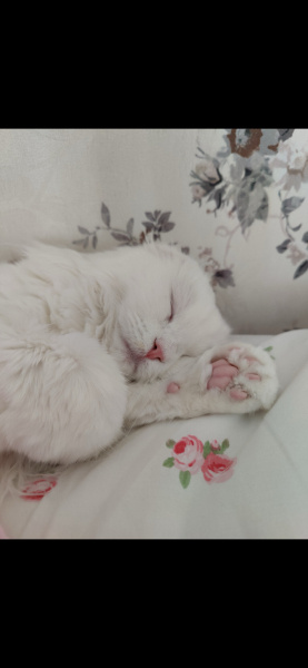Scottish Fold, Kedi  Mila fotoğrafı