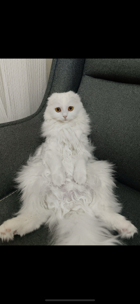 Scottish Fold, Kedi  Mila fotoğrafı