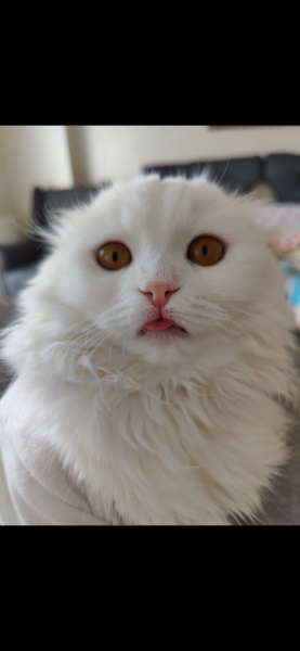 Scottish Fold, Kedi  Mila fotoğrafı