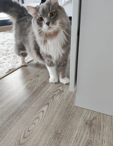 British Longhair, Kedi  Jeton fotoğrafı