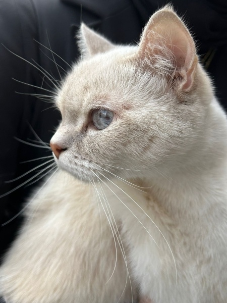 British Shorthair, Kedi  British fotoğrafı