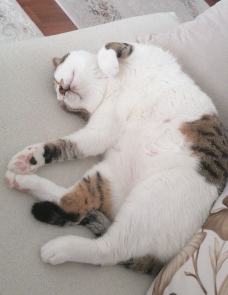 Tekir Kedi, Kedi  paşa fotoğrafı