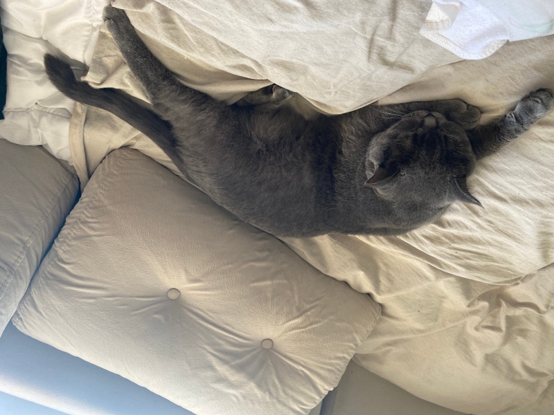 British Shorthair, Kedi  Patron fotoğrafı