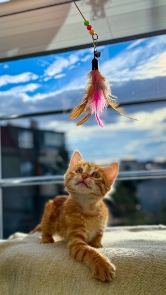 American Bobtail, Kedi  Lulu fotoğrafı