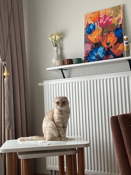 Scottish Fold, Kedi  Arya fotoğrafı