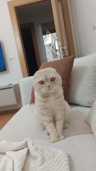 Scottish Fold, Kedi  Arya fotoğrafı