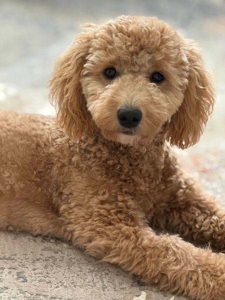 Poodle (Minyatür Kaniş), Köpek  Nunu fotoğrafı