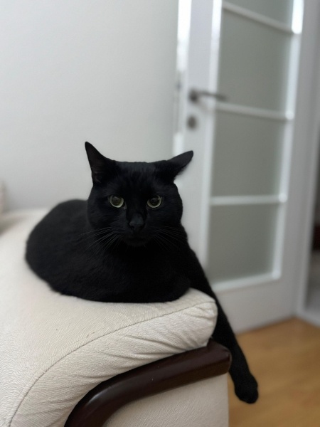 Tekir Kedi, Kedi  DUMAN fotoğrafı