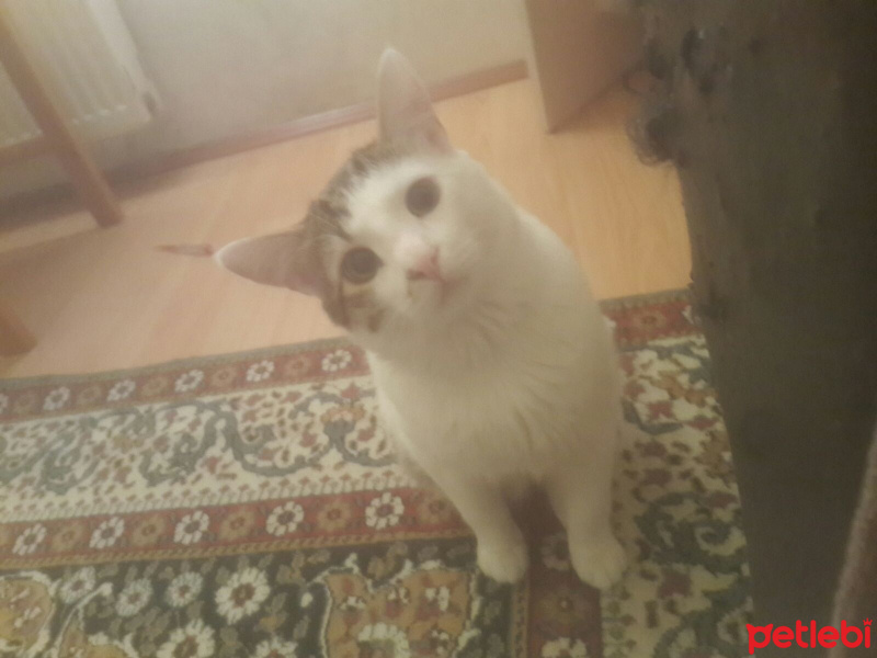 Tekir Kedi, Kedi Lucifer fotoğrafı