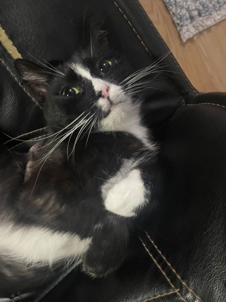 Tuxedo (Smokin) Kedi, Kedi  Mucize fotoğrafı