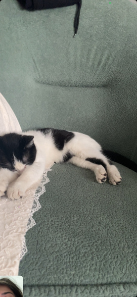 Tekir Kedi, Kedi  Oreo fotoğrafı