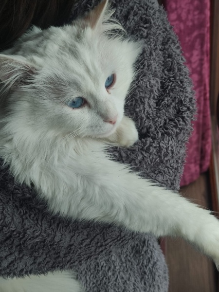 British Longhair, Kedi  Firuze fotoğrafı