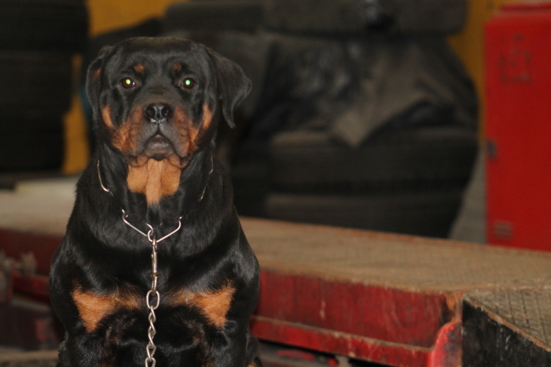 Rottweiler, Köpek  Gaya fotoğrafı