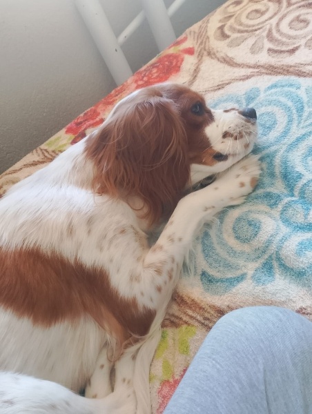 King Charles Spaniel, Köpek  lotus fotoğrafı