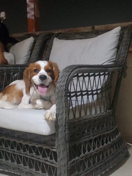 King Charles Spaniel, Köpek  lotus fotoğrafı