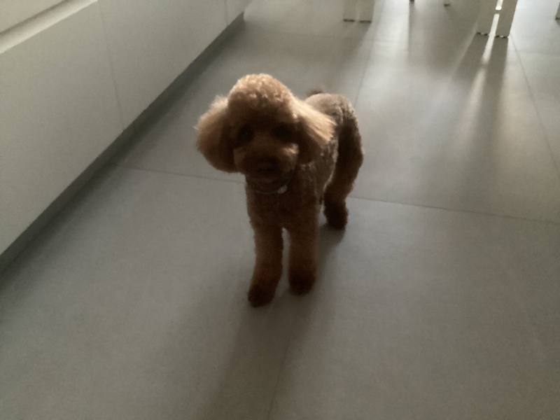 Poodle (Minyatür Kaniş), Köpek  Milka fotoğrafı