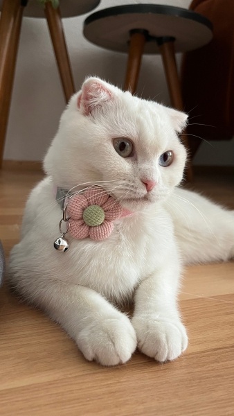 Scottish Fold, Kedi Lokum fotoğrafı