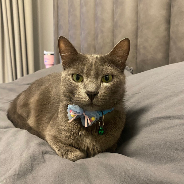 Tekir Kedi, Kedi  Elsa fotoğrafı