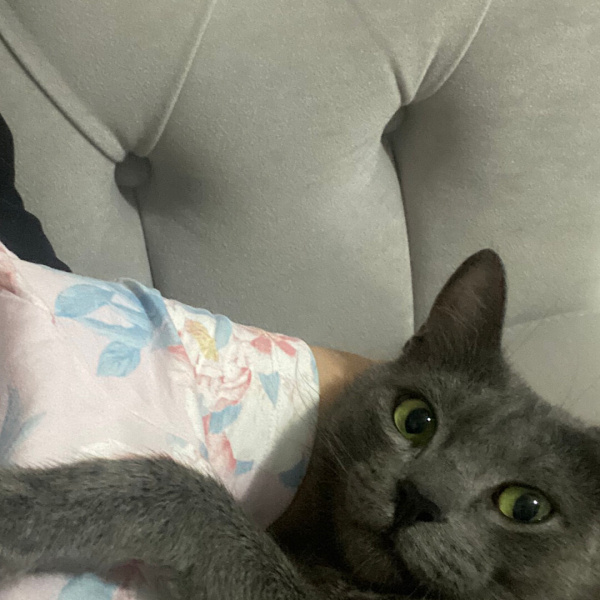 Tekir Kedi, Kedi  Elsa fotoğrafı