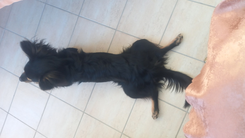 Affenpinscher, Köpek Depy fotoğrafı