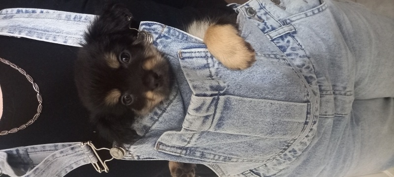 Affenpinscher, Köpek Depy fotoğrafı