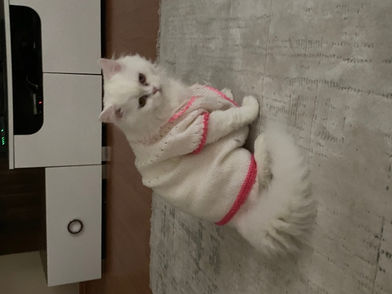 Ankara Kedisi, Kedi laviva fotoğrafı