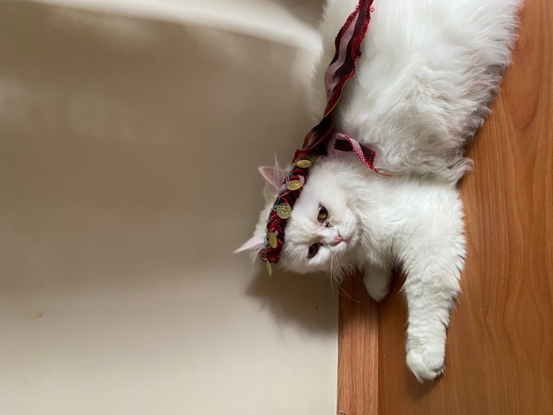 Ankara Kedisi, Kedi laviva fotoğrafı